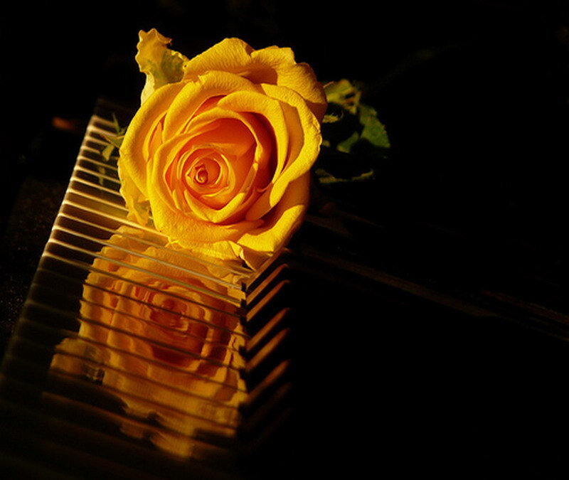 Yellow rose on piano keys