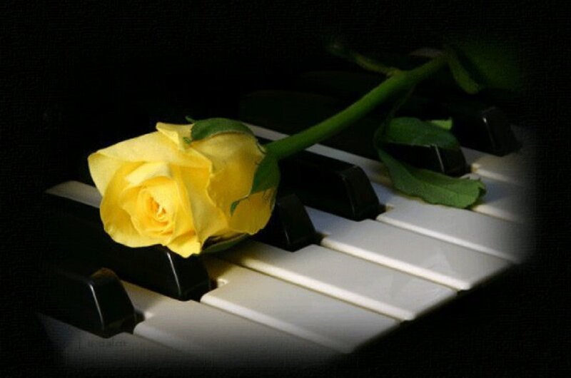 Yellow Rose on Piano Keys — Dramatic