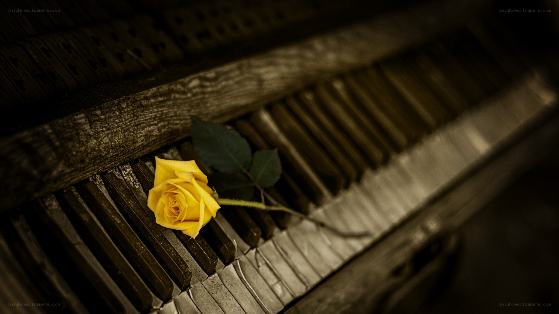 Yellow rose on piano keys