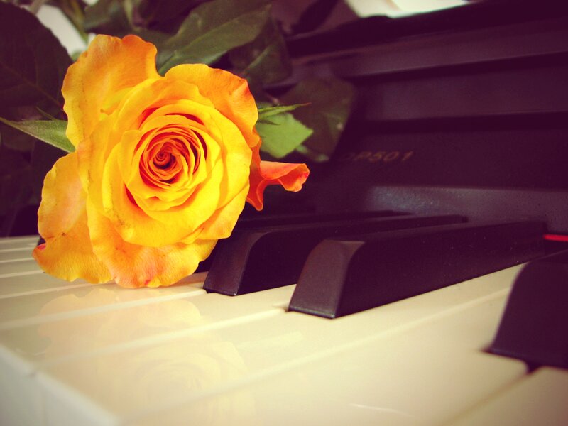 Yellow Rose on Piano