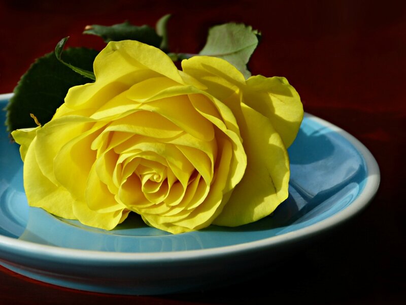 Yellow Rose on Plate
