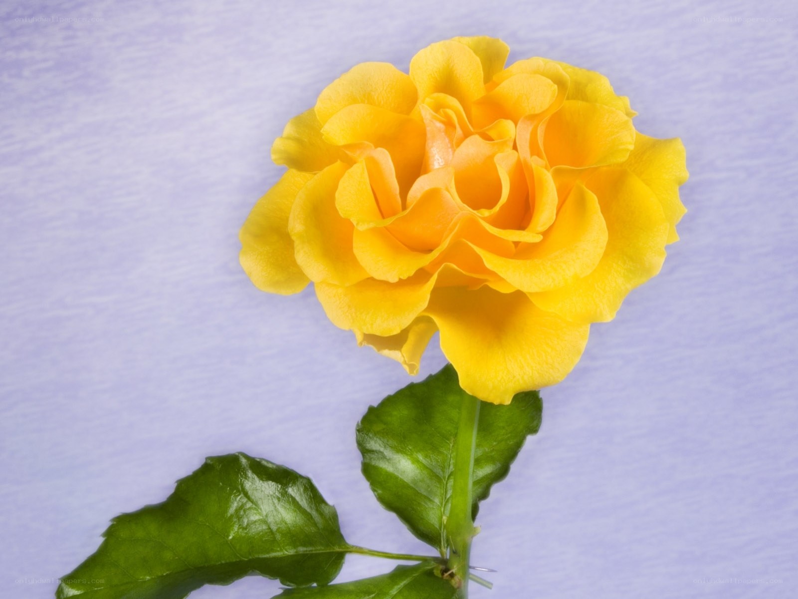 yellow rose on purple background