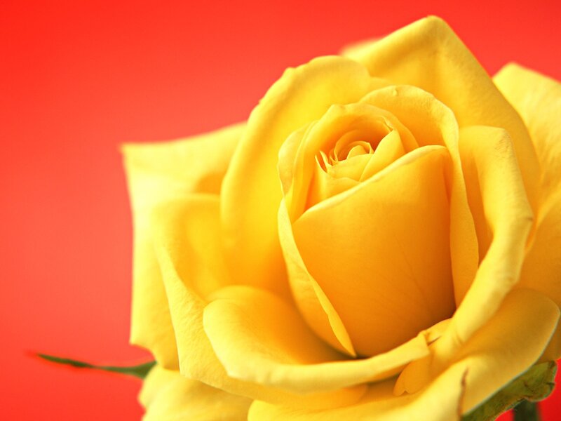 Yellow rose on red background