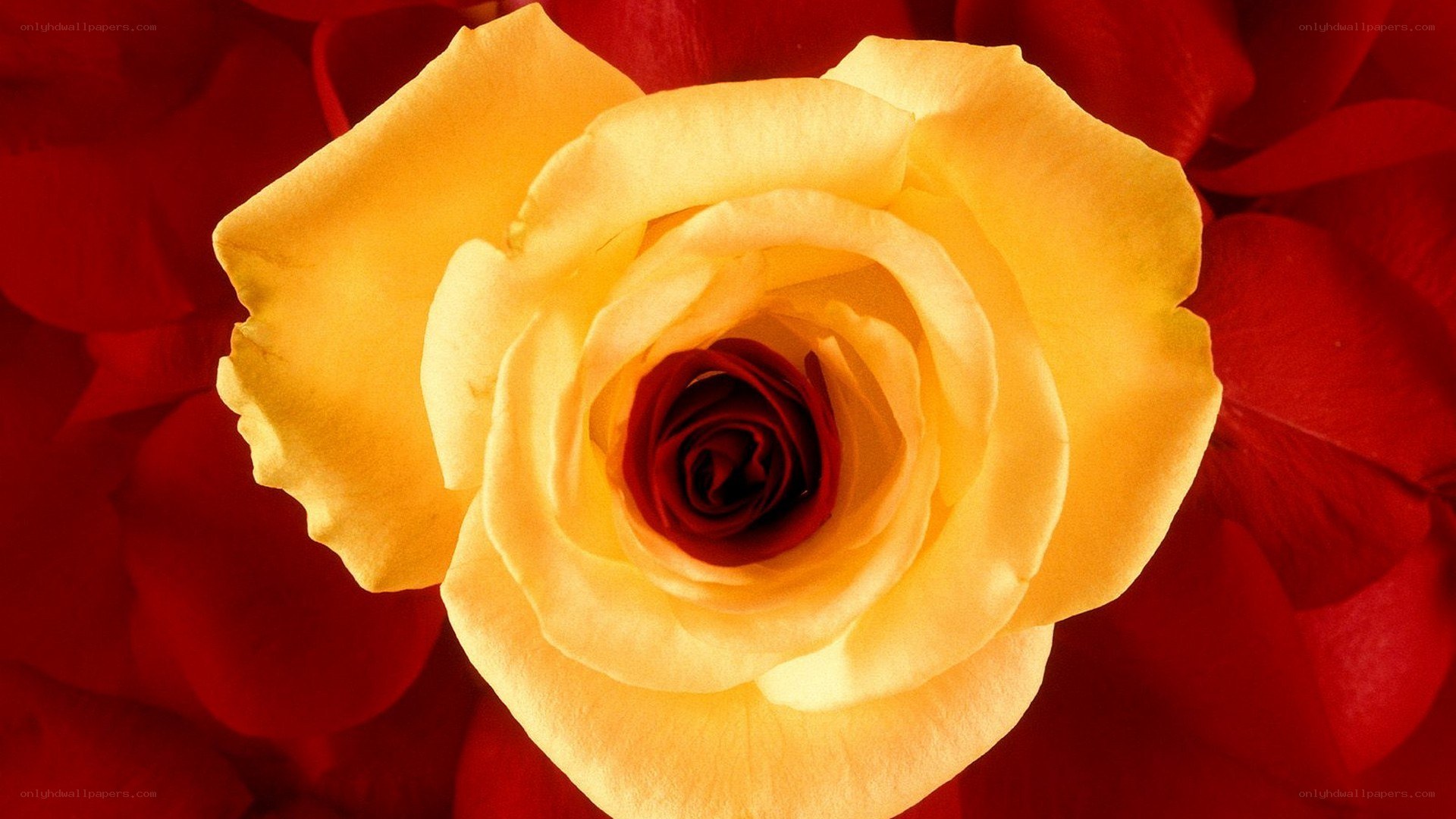 yellow rose on red background