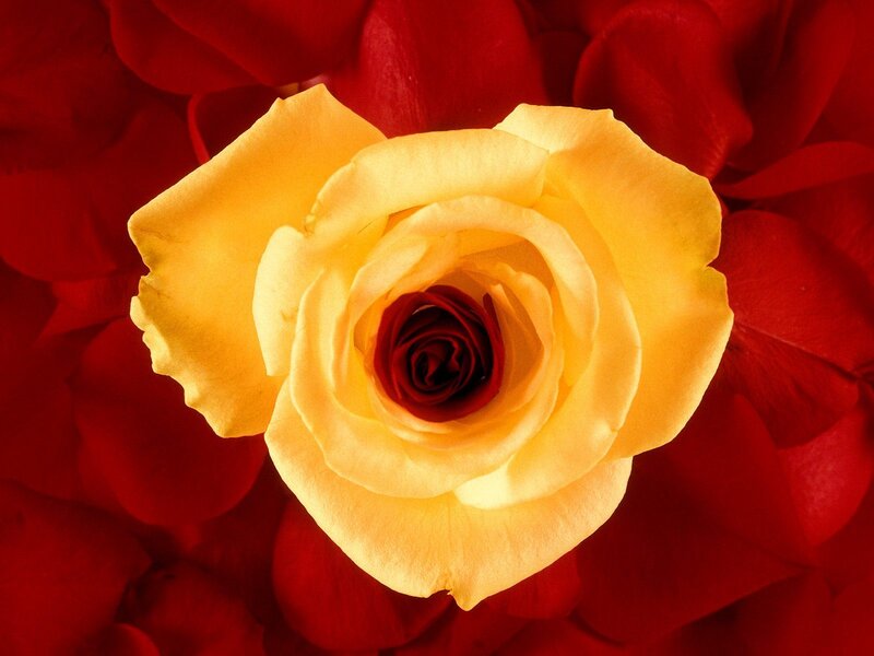 Yellow rose on red petals