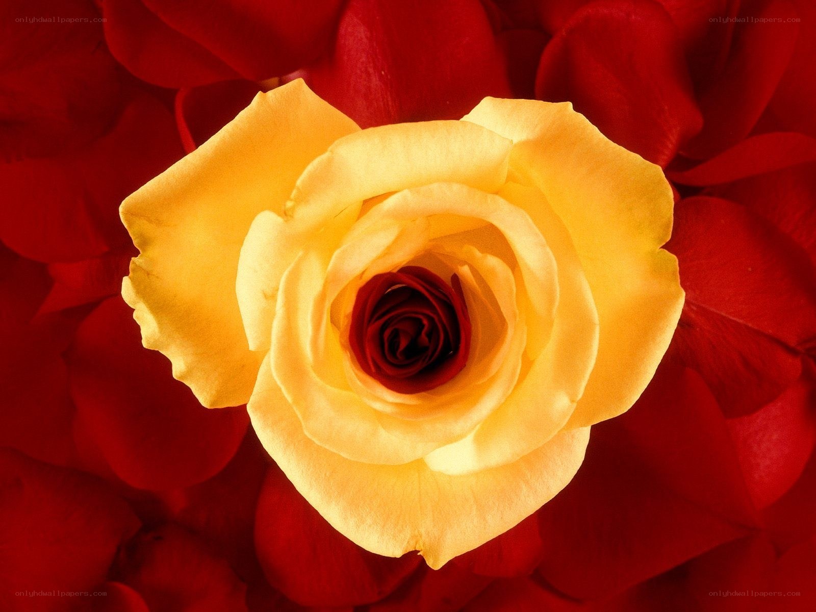 yellow rose on red petals