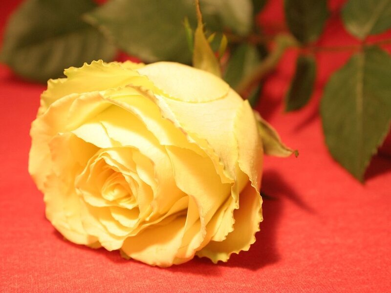 Yellow Rose on Red