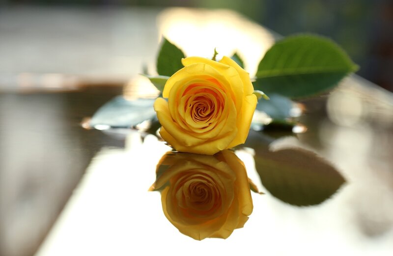 Yellow Rose on Reflective Surface — Serene, Photograph