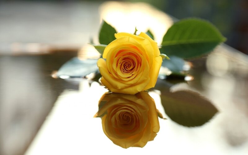 Yellow Rose on Reflective Surface — Serene