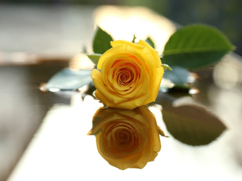 Yellow Rose on Reflective Surface