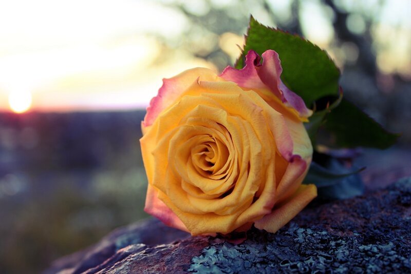 Yellow Rose on Rock — Serene