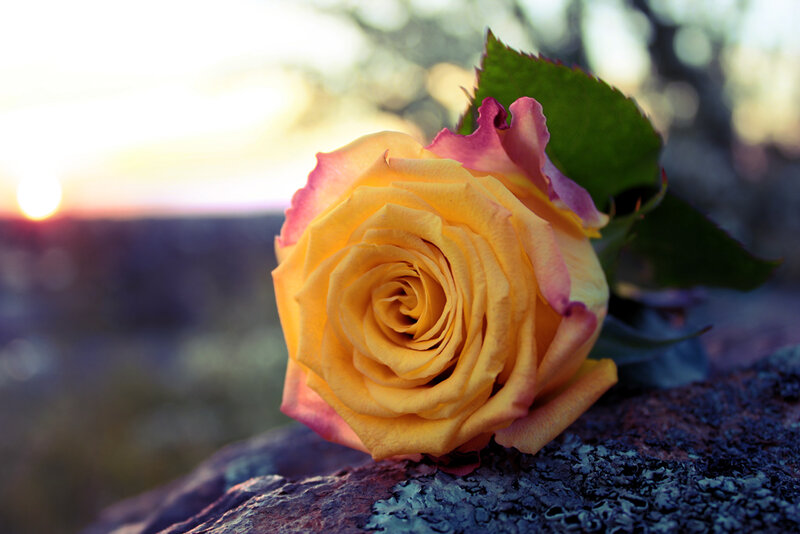Yellow Rose on Rock