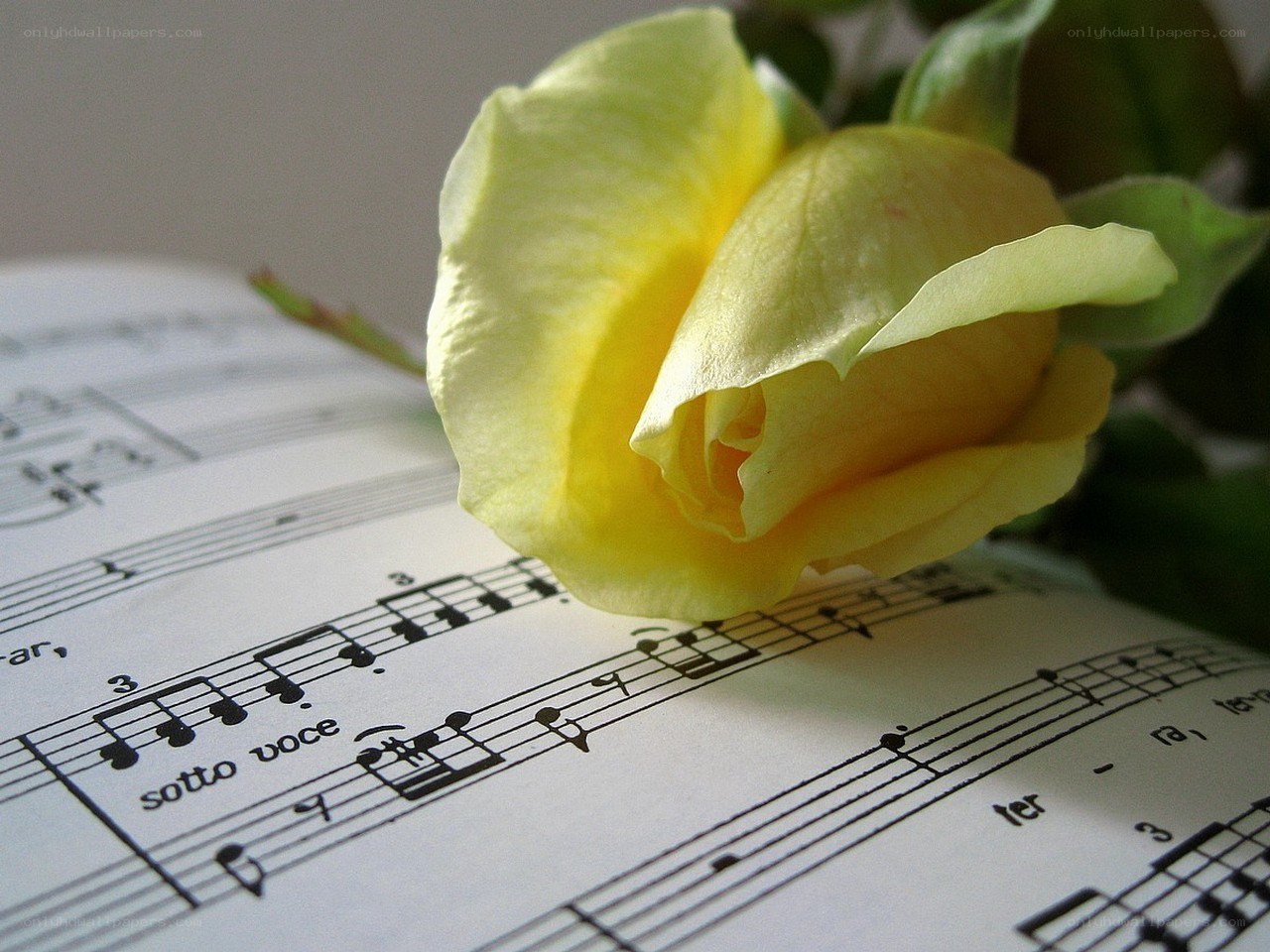 Yellow rose on sheet music