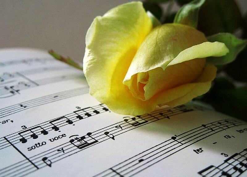 Yellow rose on sheet music