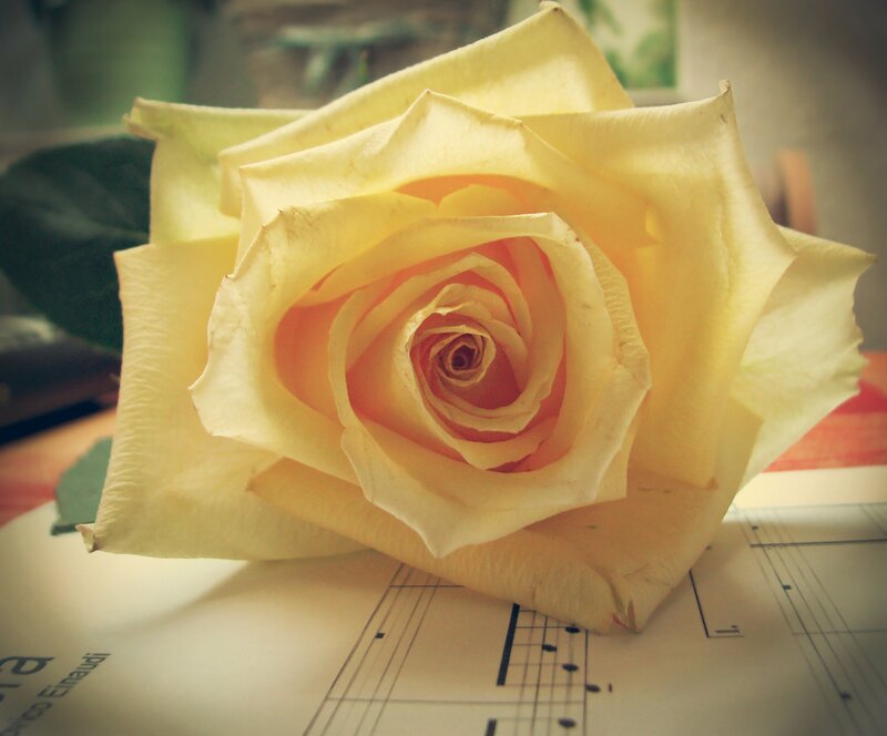 Yellow Rose on Sheet Music — Calm, Photograph
