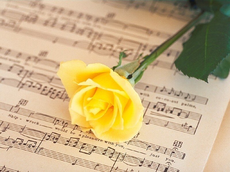 Yellow Rose on Sheet Music — Calm