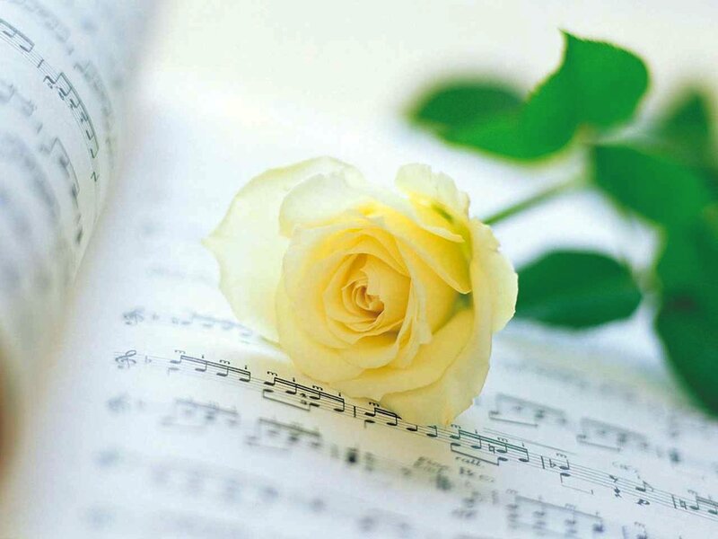 Yellow Rose on Sheet Music — White, Serene