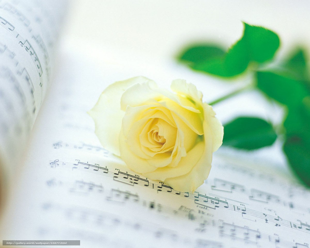 Yellow rose on sheet music