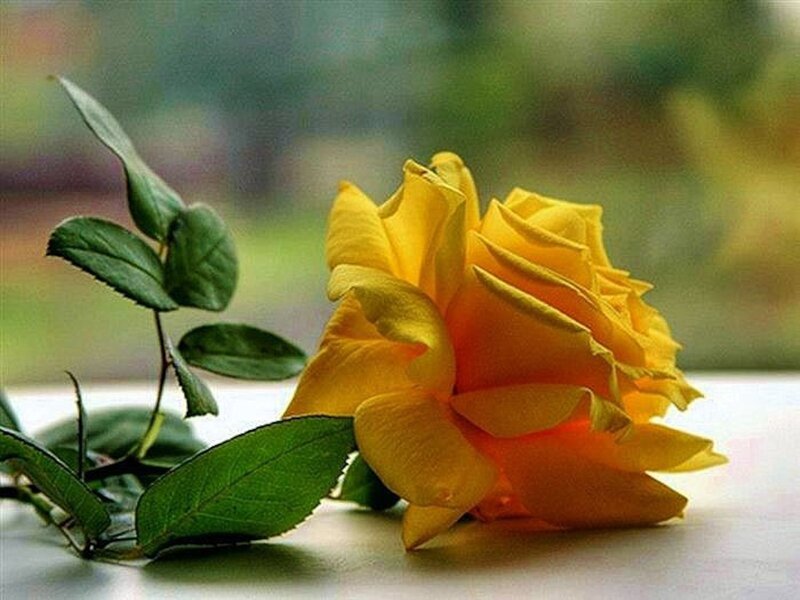 Yellow Rose on Surface — Calm, Photograph, Green Leaves