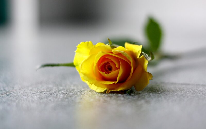 Yellow Rose on Surface — Calm, Photograph