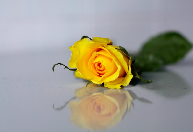Yellow Rose on Surface — Calm