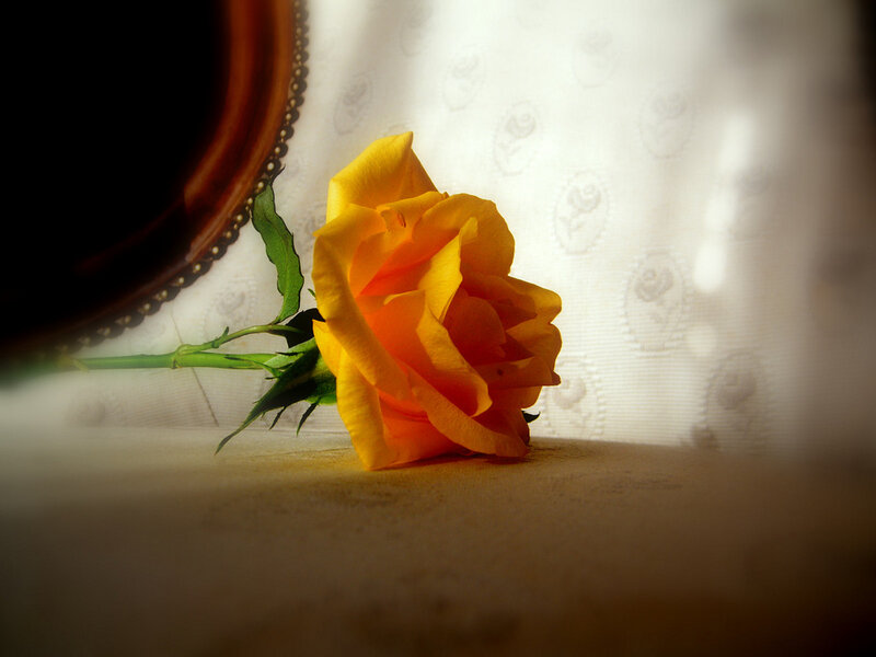 Yellow Rose on Surface
