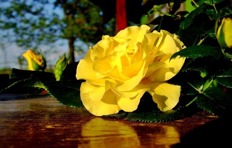 Yellow Rose on Table