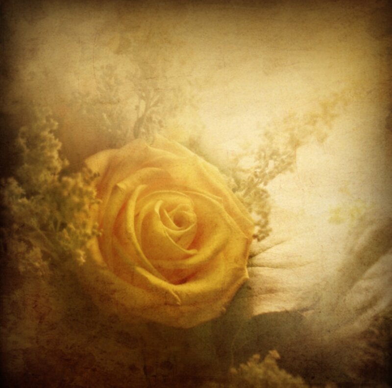 Yellow Rose on Textured Background — Nostalgic