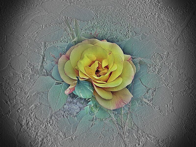 Yellow rose on textured background