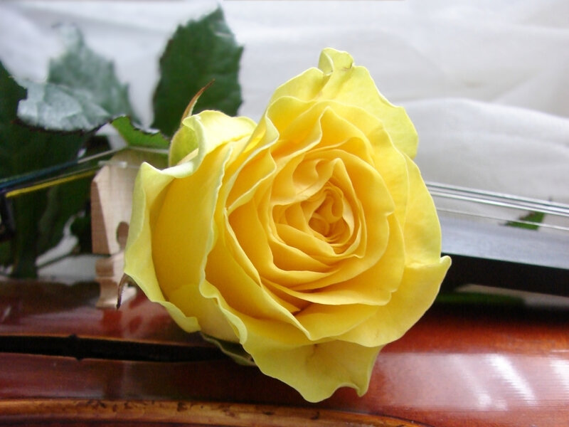 Yellow Rose on Violin