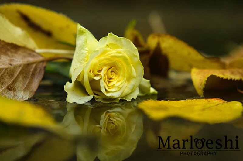 Yellow Rose on Water