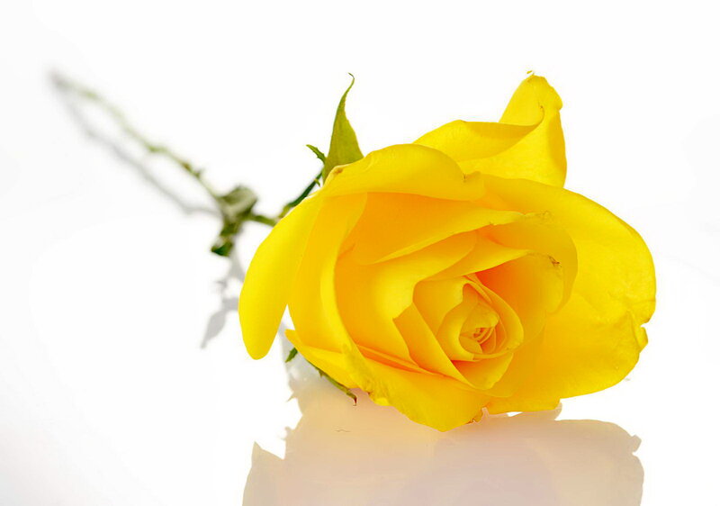 Yellow Rose on White — Calm