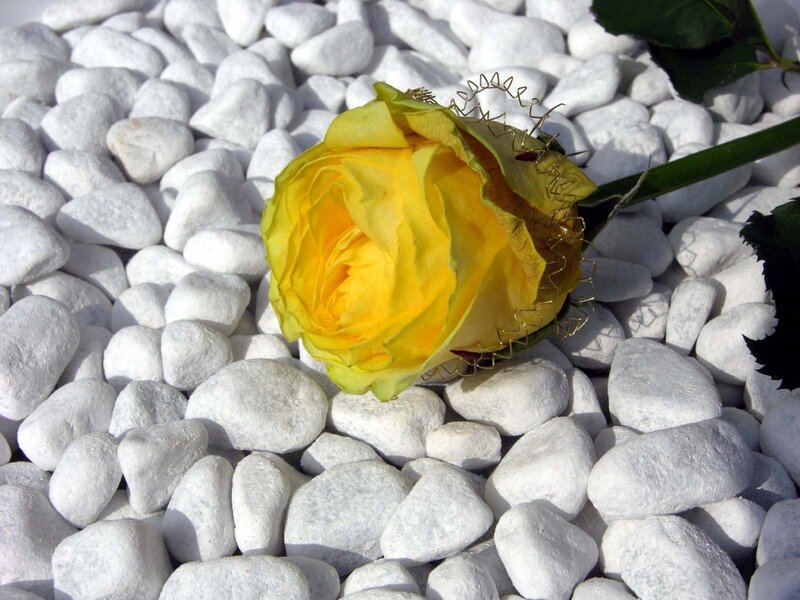 Yellow rose on white pebbles