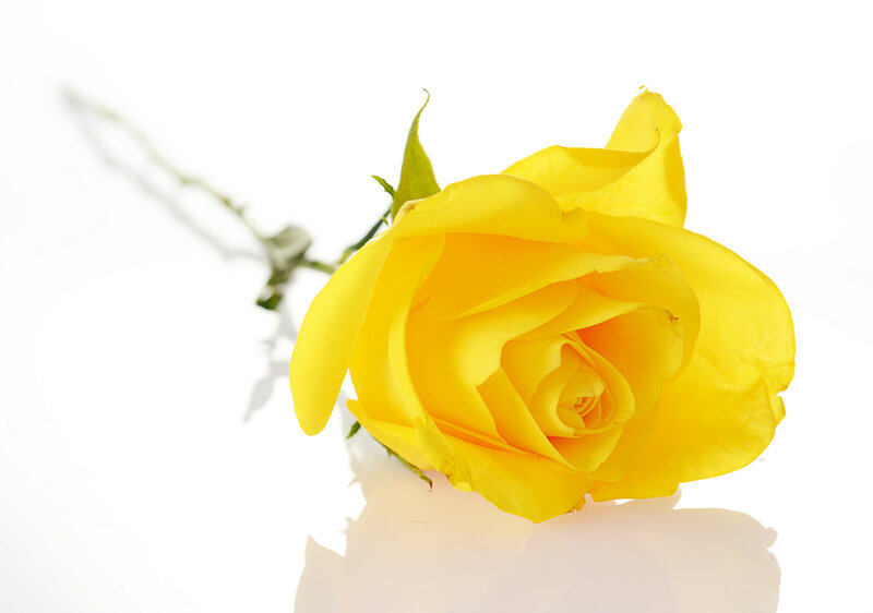Yellow Rose on White