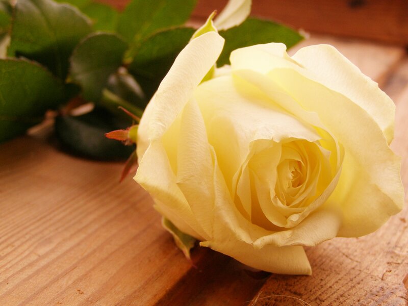 Yellow Rose on Wood — Calm