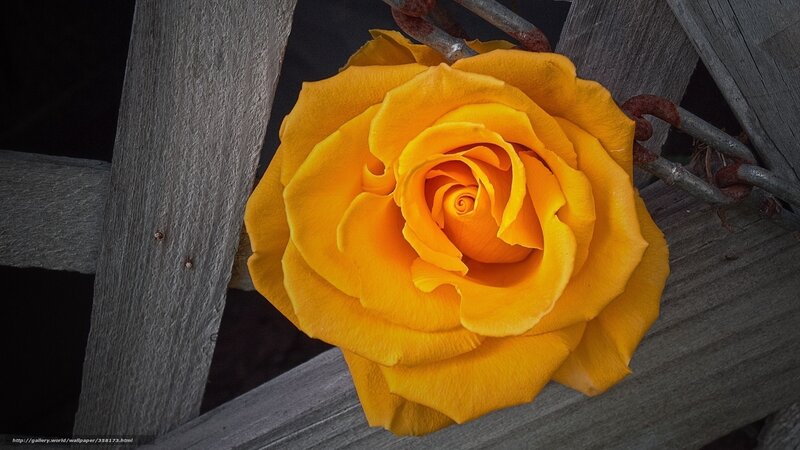 Yellow Rose on Wood — Dramatic, Photograph