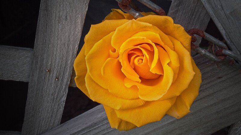 Yellow Rose on Wood — Dramatic