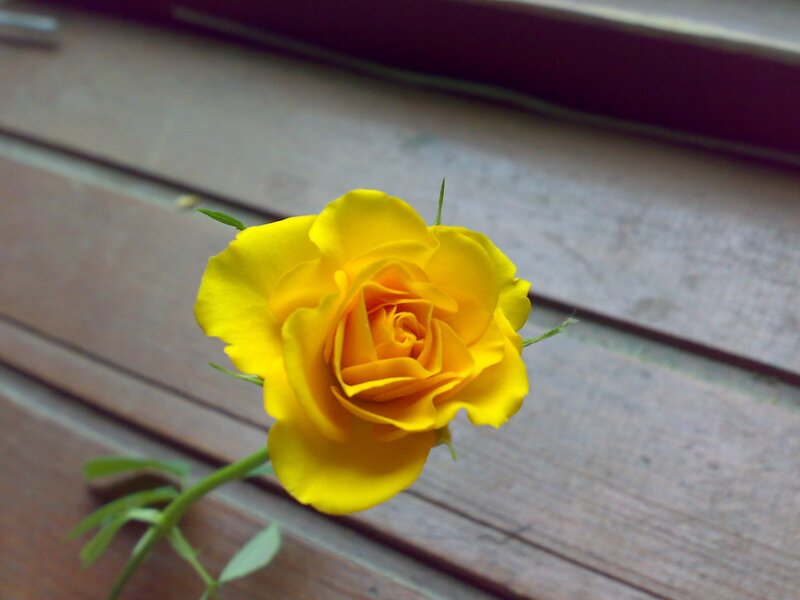 Yellow Rose on Wood