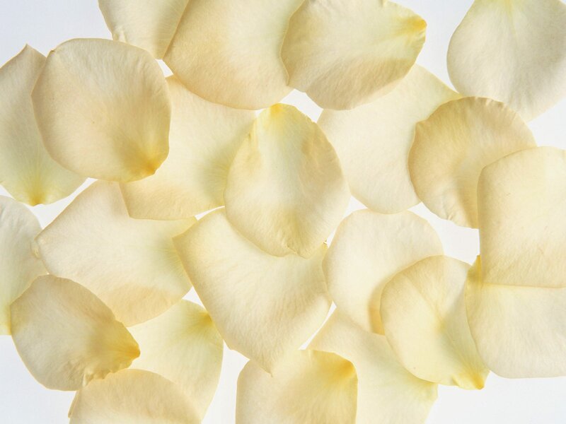 Yellow Rose Petals — Calm