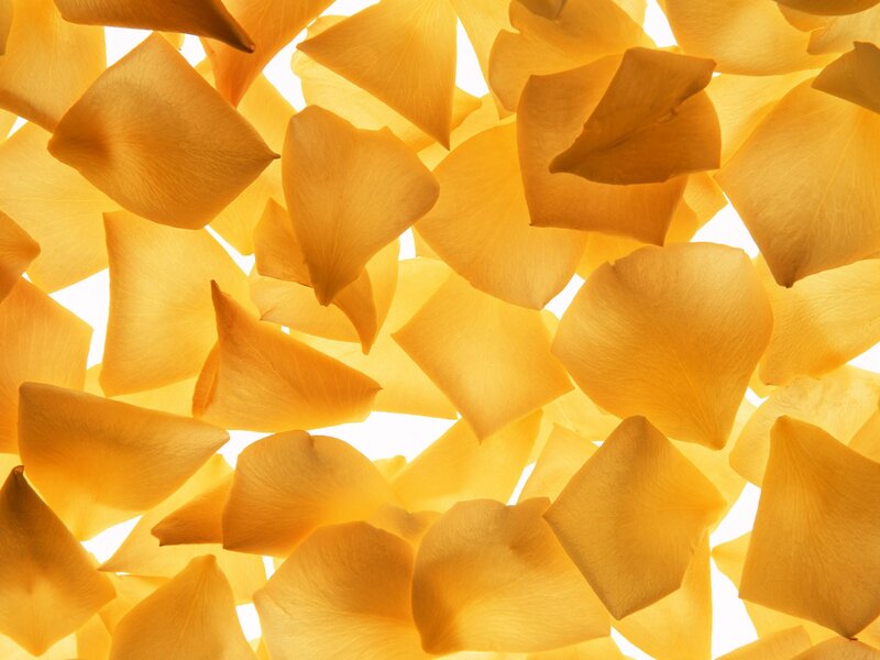 Yellow Rose Petals — Serene, Photograph, Light