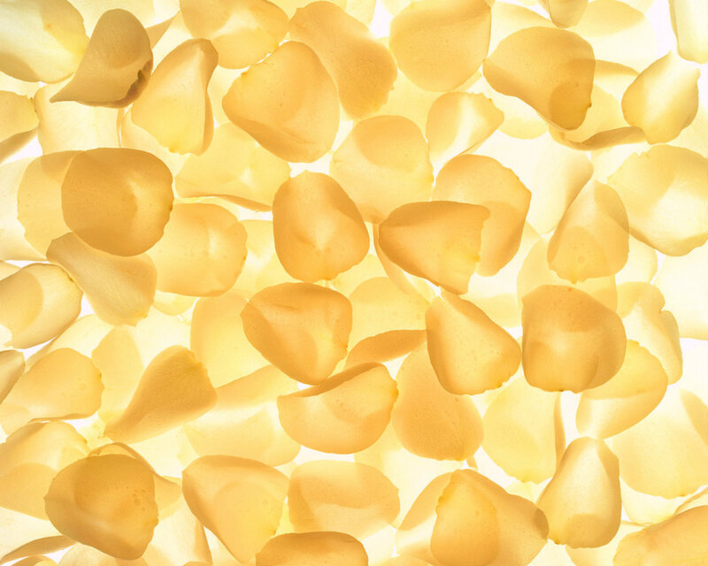 Yellow Rose Petals — Serene, Photograph