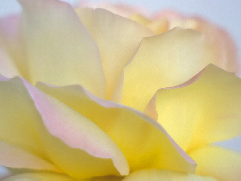 Yellow Rose Petals — Serene
