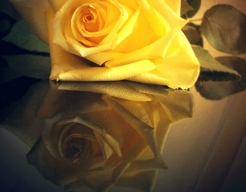 Yellow Rose Reflection