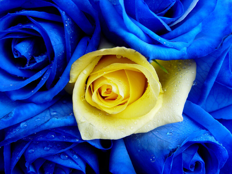 Yellow Rose Surrounded by Blue Roses