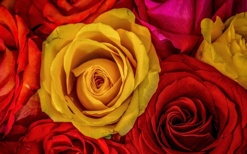 Yellow Rose Surrounded by Red