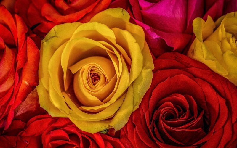 Yellow Rose Surrounded by Red — Vibrant, Photograph