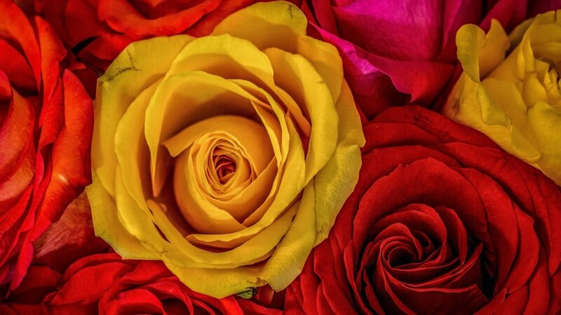 Yellow Rose Surrounded by Red — Vibrant