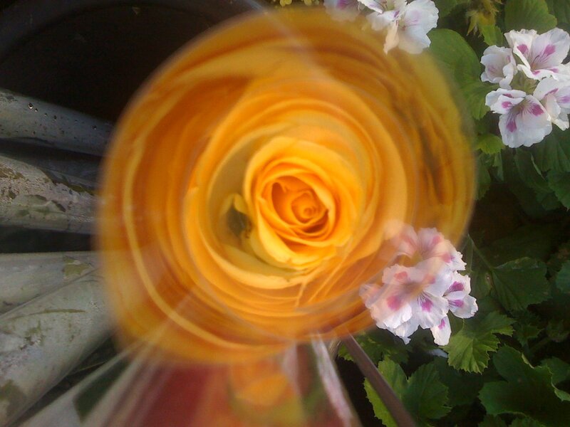 Yellow rose through glass
