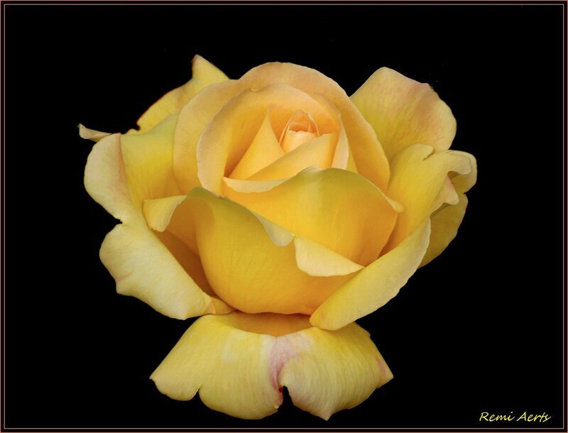 Yellow Rose