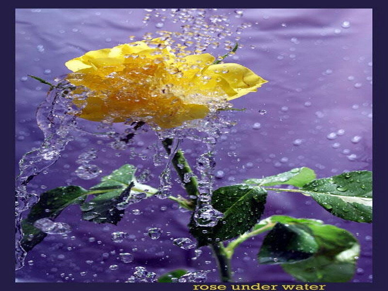yellow rose under water